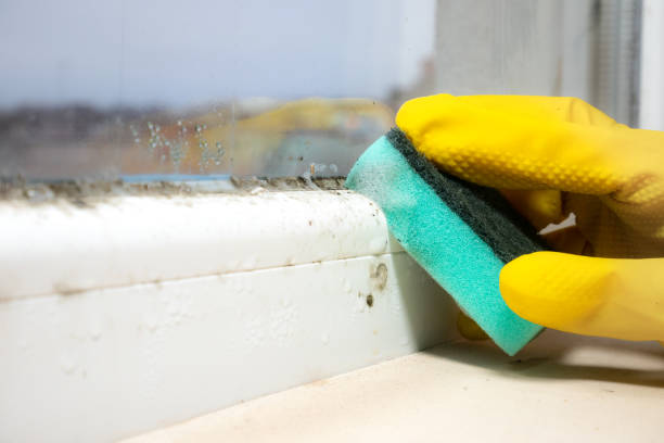 Best Residential Mold Remediation in Ansted, WV